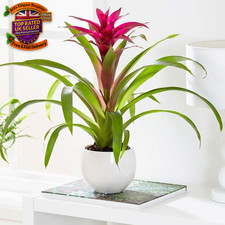 12cm pot 45cm tall bromeliad - pot,