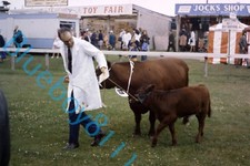 Beef Shorthorn Calf Yorkshire