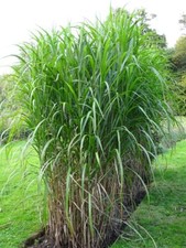 Miscanthus sacchariflorus -