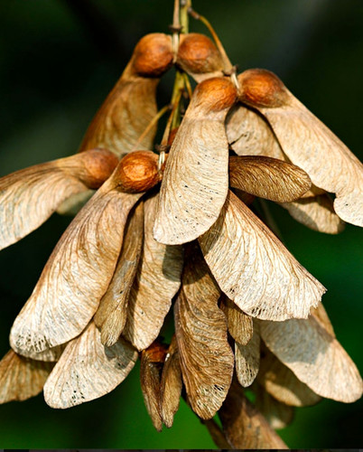 500 sycamore tree seeds - 500,