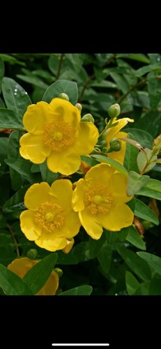 Hypericum hidcote plant st - 'hidcote',