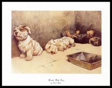 DANDIE DINMONT TERRIER & SEALYHAMS Dog Art Print by CECIL ALDIN Small Size