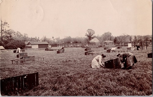 1914 rppc apiary beekeeping - rppc,