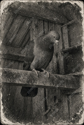 Portrait racing pigeon - portrait,