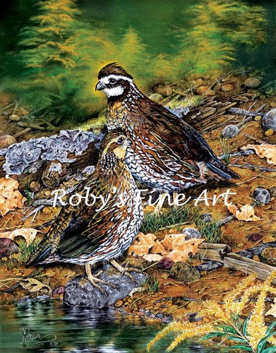 Limited edition bobwhite - limited,