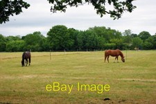 Photo 6x4 Grazing horses