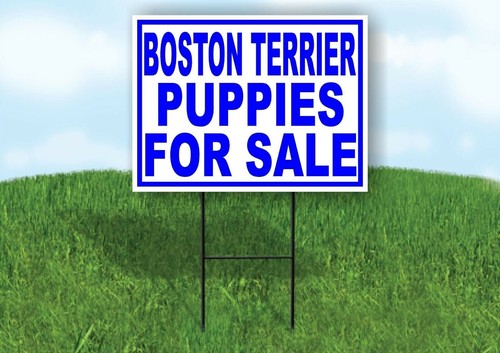 Boston terrier puppies for - puppies,