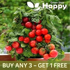 BALCONY TOMATO SEEDS - Tomato