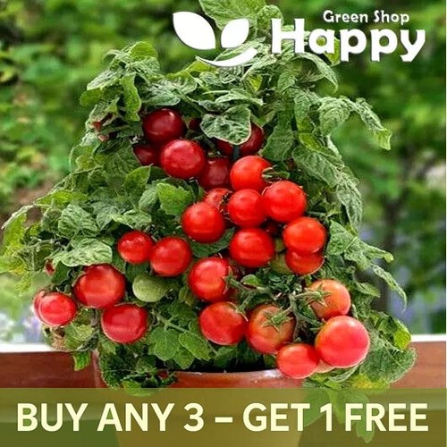 Balcony tomato seeds - seeds,