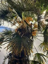 Growing baby x9 Palm Trees Uk HARDY Tropical Garden Trachycarpus Plants Seedling