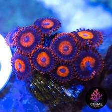 Orange Oxides Zoa Colony Frag WYSIWYG