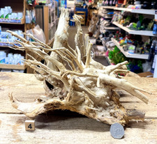Med large shinrin root wood - shinrin,