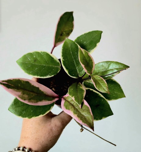 Hoya carnosa flamingo - 9, cm