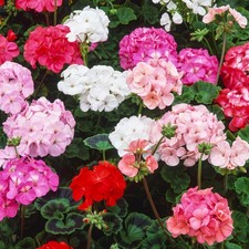 Geranium F1 Horizon Mix |