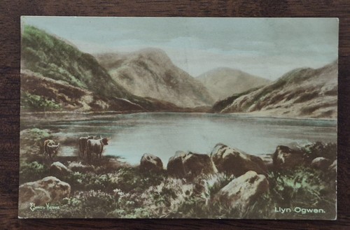 Elmer keene llyn ogwen cattle - keene,,