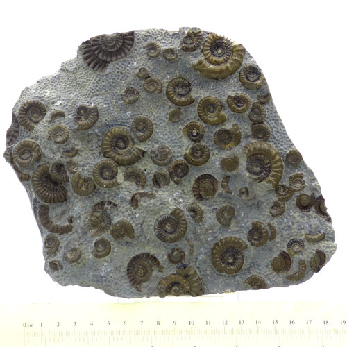 Jurassic fossil arnioceras - fossil,