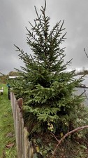  Norway Spruce Christmas Tree