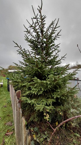 Norway spruce christmas - spruce,