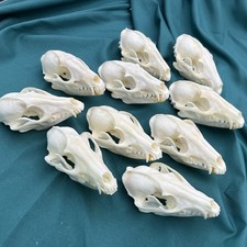 Real Raccoon Skull, Taxidermy Real Animal Skull, Real Bone Specimen,Special Gift
