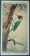 GREEN WOODPECKER  Vintage