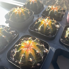 Yellow  Moon Cactus, 4.2cm-5.2cm Gymnocalycium mihanovichii, Cactus Collection
