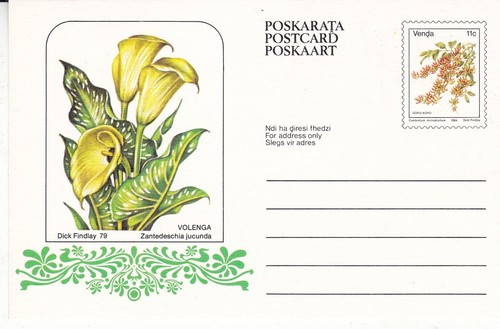 Venda 1984 zantedeschia - venda,