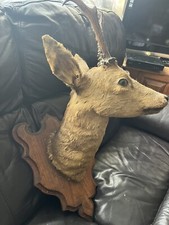TAXIDERMY ROE DEER MOUNTED HEAD - Vintage Stag Decor Animal Ornament