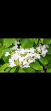 Viburnum Mariesii Hardy
