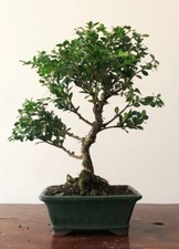 Box bonsai tree - Buxus sempervirens  (outdoor) Actual tree