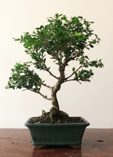 Box bonsai tree buxus - box,