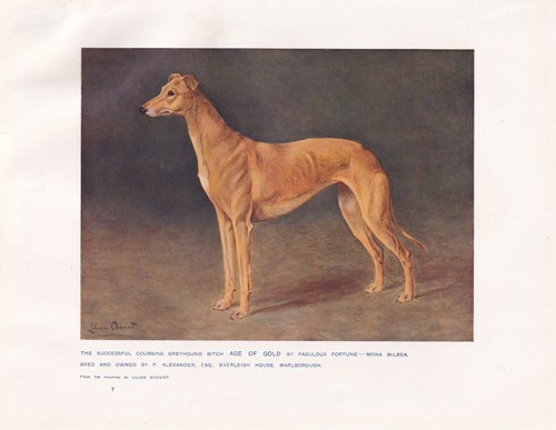 Greyhound dog antique art - greyhound,