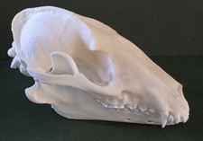 Real Tanuki Racoon Dog Skull