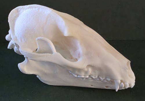 Real tanuki racoon - tanuki, skull