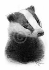 BADGER pencil drawing art print A3 / A4 sizes signed Wildlife artwork