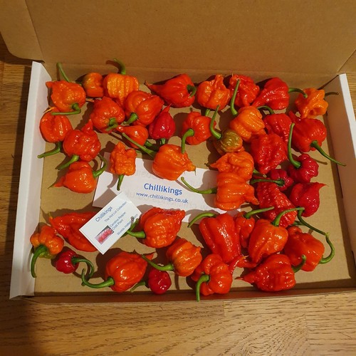 100g fresh small - 100g, fresh,