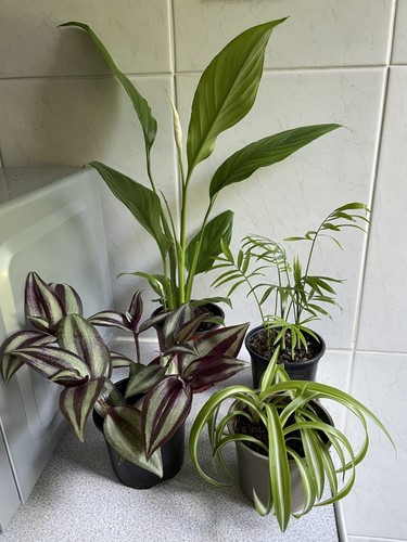 Peace lily spider plant - peace, lily,