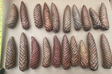 10 Un.Pack LONG FIR CONES -