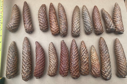 Pack long fir - un.pack,