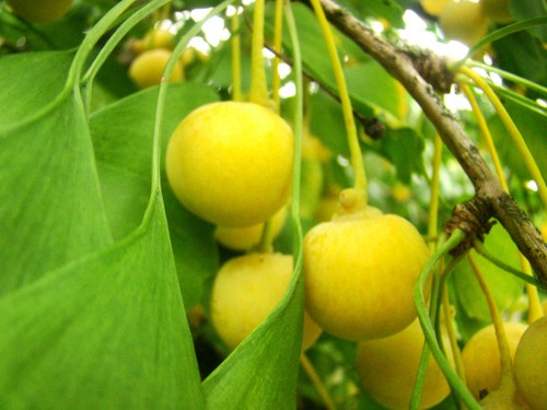 Maidenhair trees ginkgo - 2,