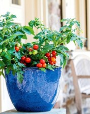 Dwarf tomato 'VERANDA RED F1'