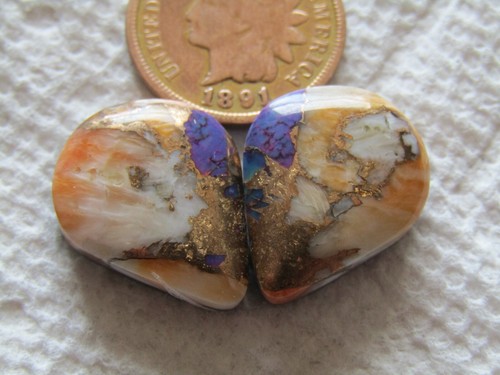 Spiny oyster shell - 2,