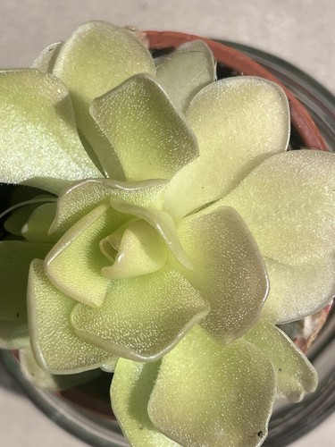 Pinguicula esseriana - esseriana,