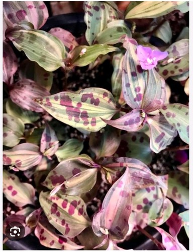 Tinantia pringlei variegated - tinantia,