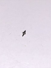 Mader 4 2/3  Balance Staff  X