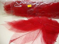 25  Magnolia Skeleton Leaves