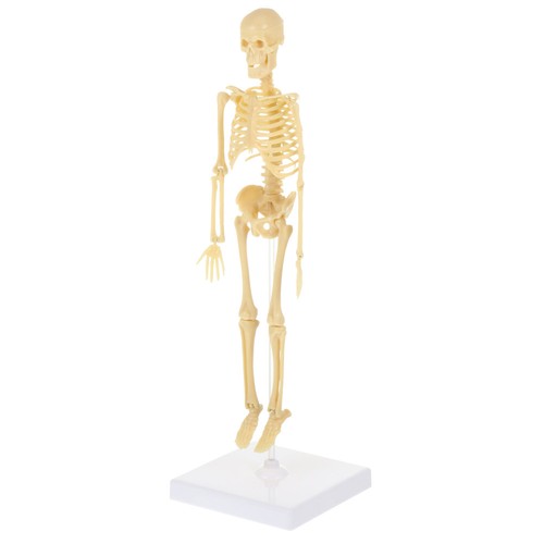 Assembly human skeleton model - assembly,