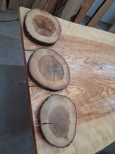 Oak wood tree - oak, slab