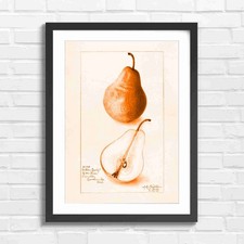 Wilder Early Pear Fruit