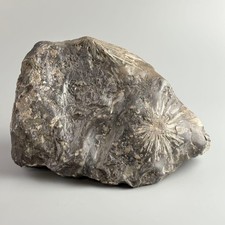 Suiseki Stone Japanese Bonseki