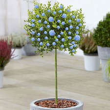 Ceanothus Victoria Tree | Potted California Wild Lilac Trees for Small Gardens
